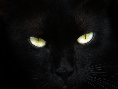 Name:  BlackCat2.jpg
Views: 506
Size:  69.3 KB