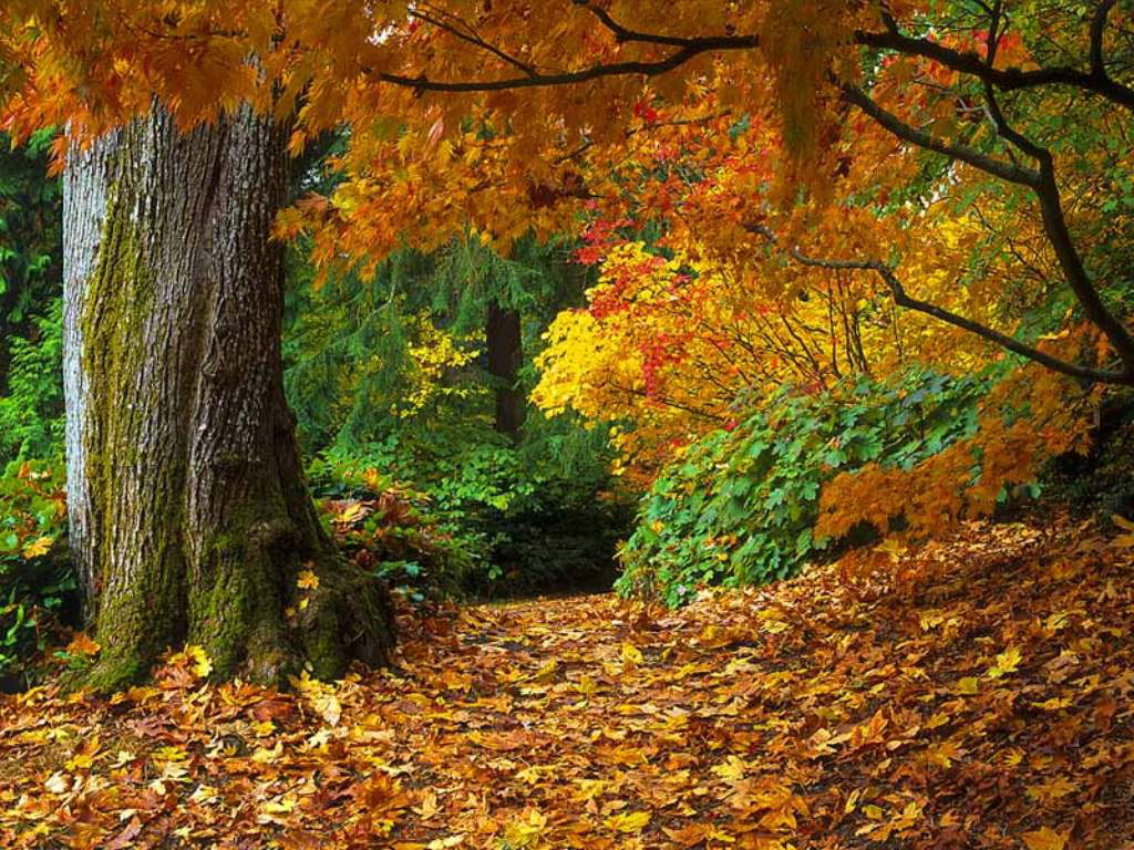 Name:  Autumn_Woods.jpg
Views: 1302
Size:  252.0 KB