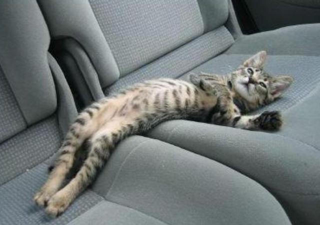 Name:  Cat_Backseats.JPG
Views: 602
Size:  41.4 KB