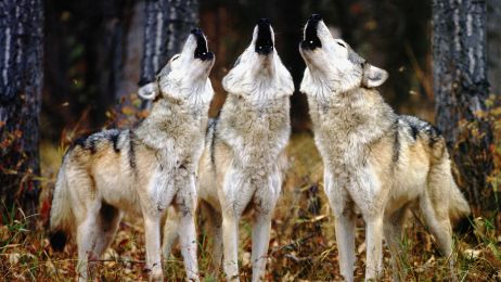 Name:  WolfPack_Howling.jpg
Views: 4399
Size:  48.3 KB