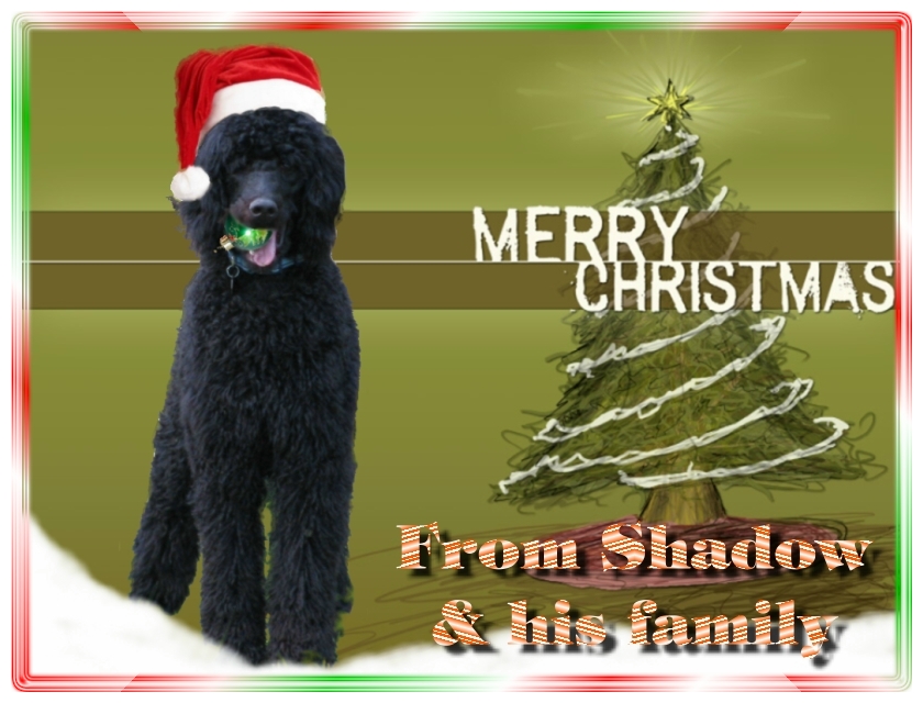 Name:  shadow-christmas-card-3.jpg
Views: 34574
Size:  291.5 KB