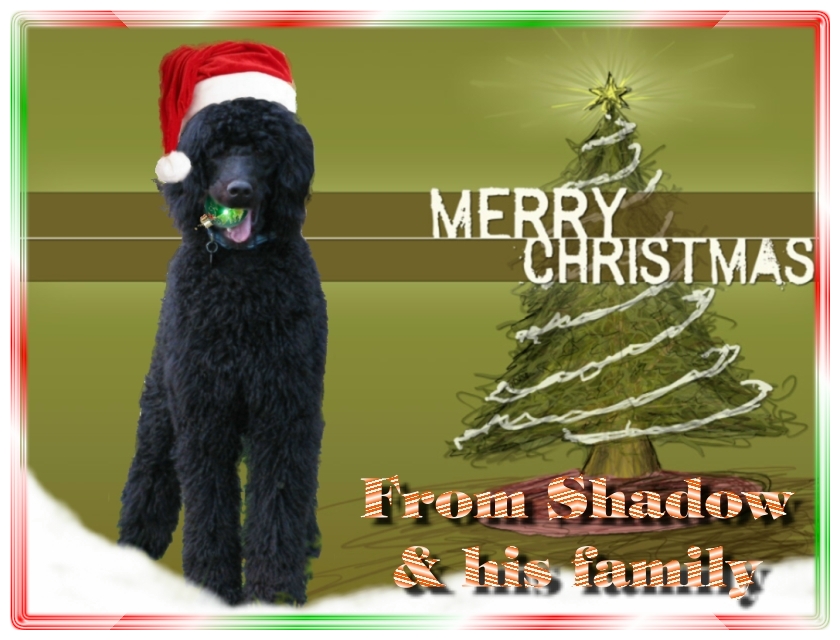 Name:  shadow-christmas-card-3.jpg
Views: 34973
Size:  291.5 KB