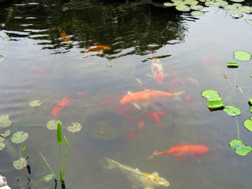 Name:  pond-fish.jpg
Views: 20031
Size:  648.7 KB