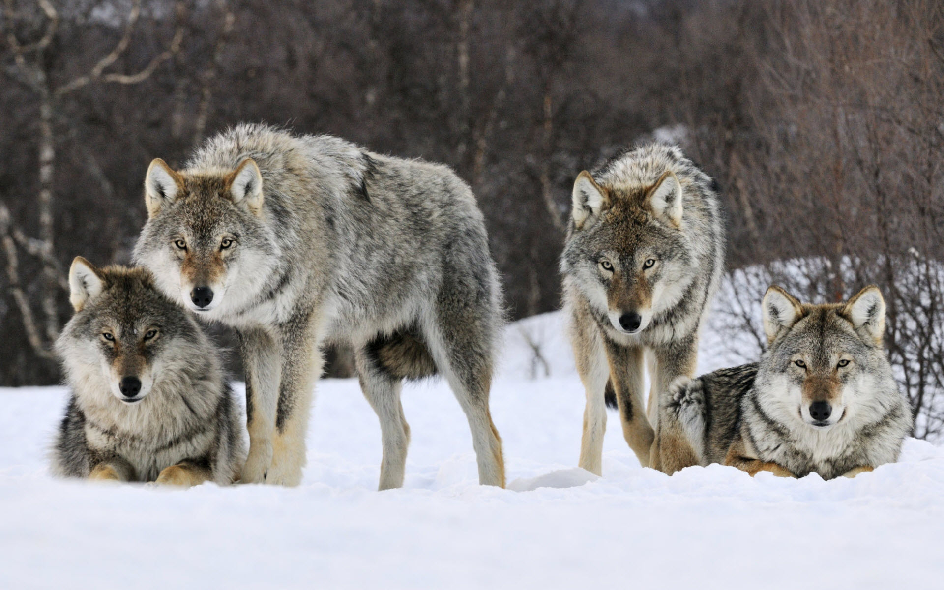 Name:  Wolf_GrayWolves.jpg
Views: 2067
Size:  350.1 KB