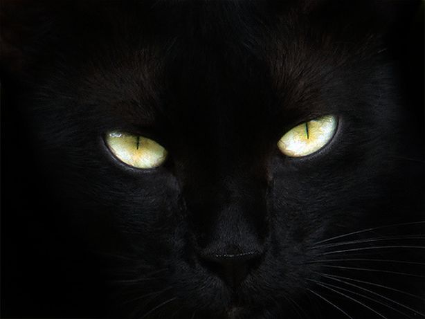 Name:  BlackCat.jpg
Views: 391
Size:  22.0 KB