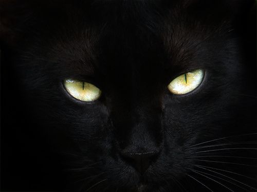 Name:  BlackCat.jpg
Views: 1491
Size:  15.1 KB