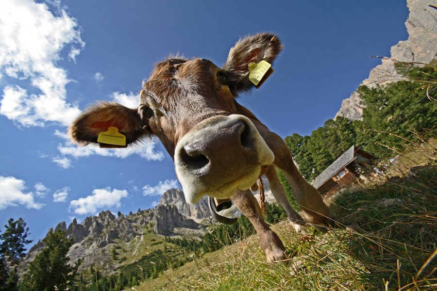 Name:  sella   cow   1980431_746315755414358_8048374449647537937_o.jpg
Views: 363
Size:  167.0 KB