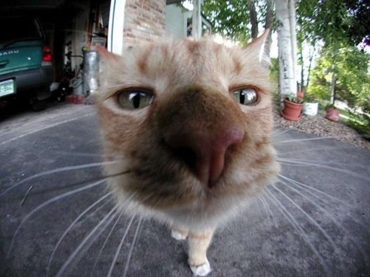 Name:  Cat_Fisheye.jpg
Views: 5459
Size:  124.2 KB