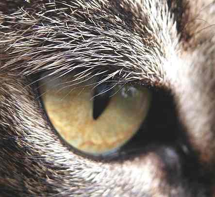 Name:  Cat_Eye.jpg
Views: 1371
Size:  23.8 KB