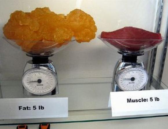 Name:  Fat and muscle..jpg
Views: 3199
Size:  27.6 KB