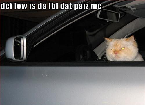 Name:  Gangsta_Cat.jpg
Views: 1432
Size:  20.8 KB