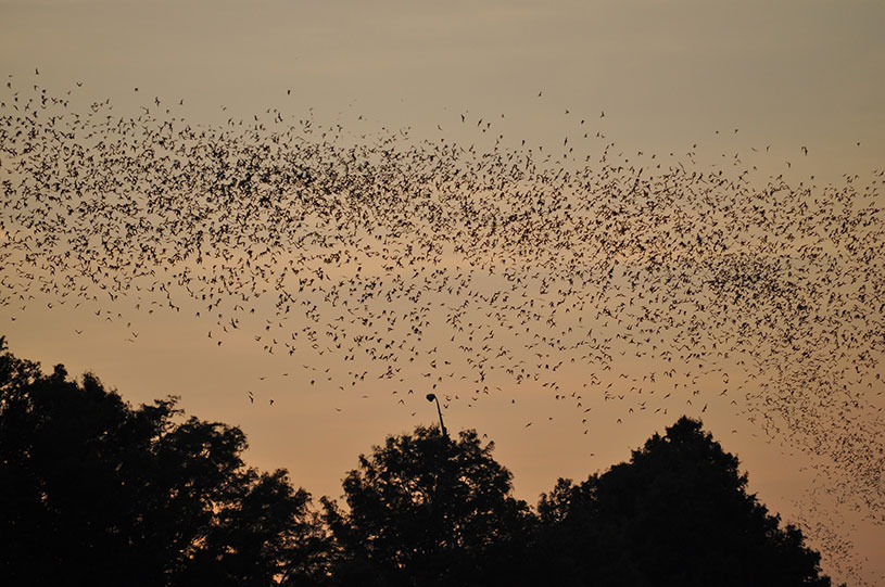 Name:  bats-in-trees-at-sunset.jpg
Views: 2543
Size:  126.8 KB
